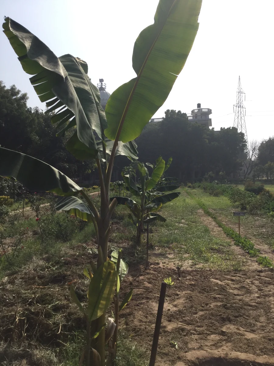 banana trees growing well 1200